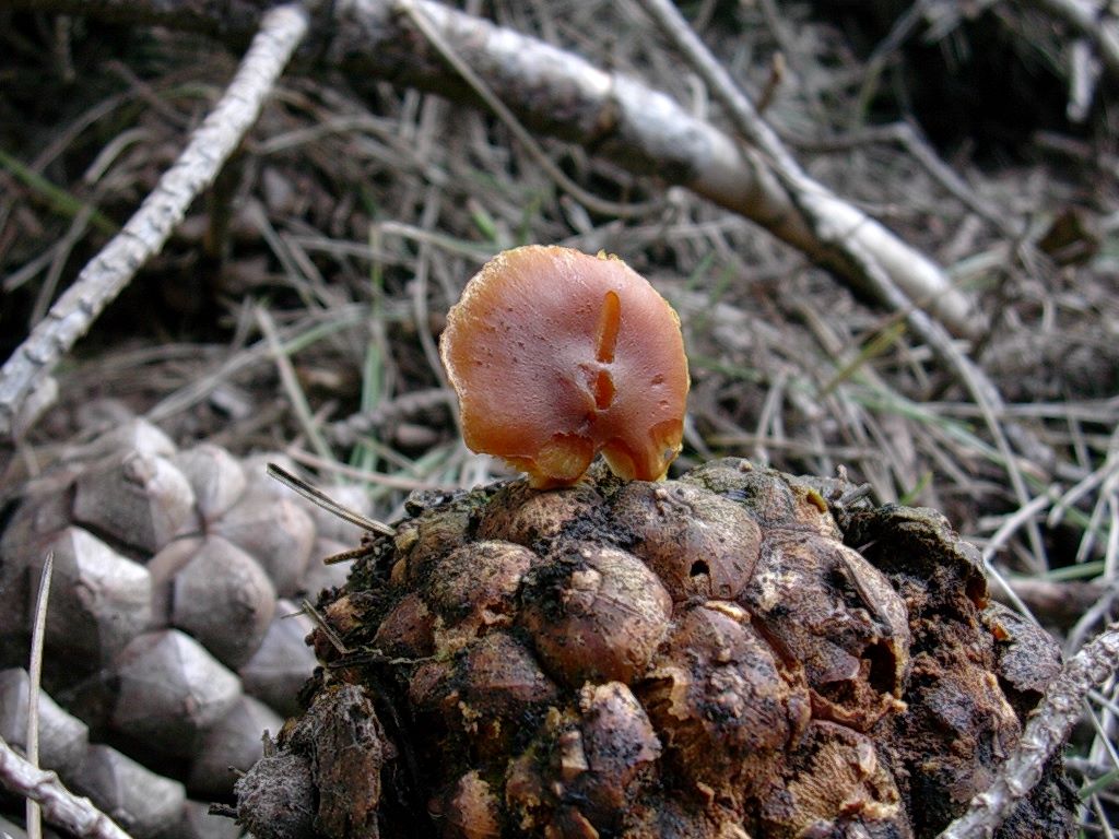 1877 Gennaio vecchio ritrovamento